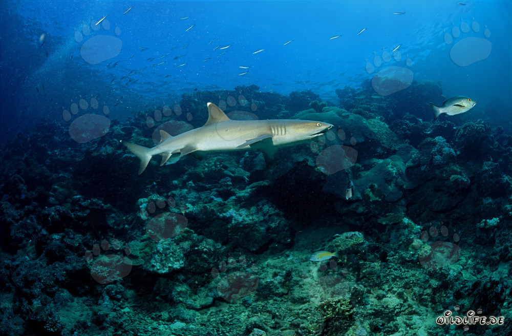 Elegante tiburón de arrecife de puntas blancas explorando el arrecife de coral