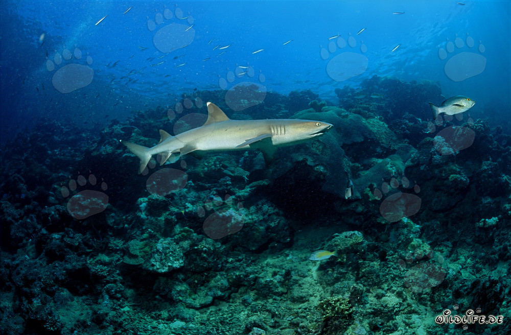 Elegant whitetip reef shark exploring the coral reef