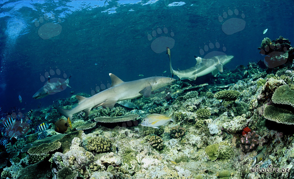 Rencontre fascinante : Requin à pointes blanches et requin à pointes noires