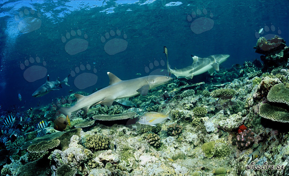Fascinating Encounter: Whitetip Reef Shark and Blacktip Reef Shark