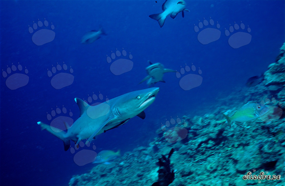 Whitetip reef shark swimming over reef