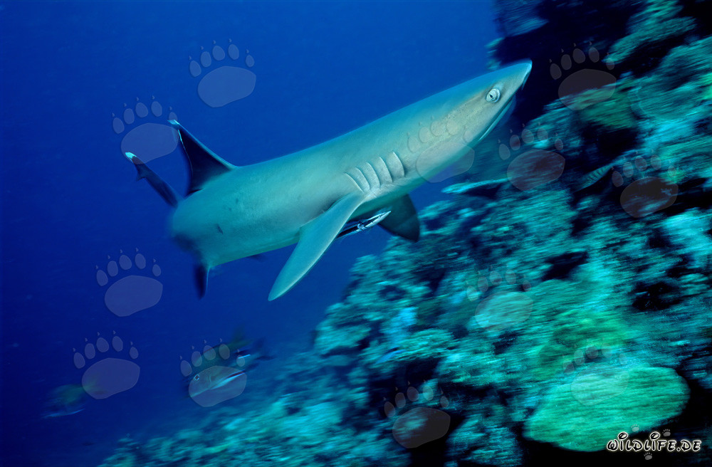 Fascinating Whitetip Reef Shark in Beqa Lagoon, Fiji