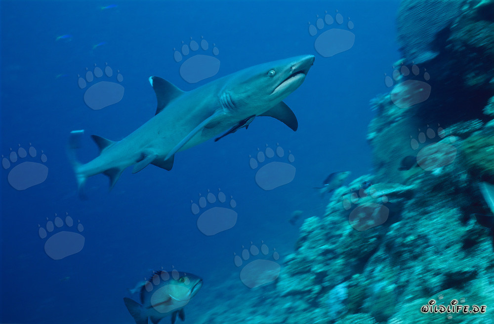 Requin à pointes blanches fascinant au bord du récif
