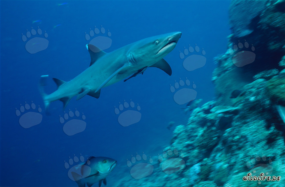 Affascinante squalo pinna bianca sul bordo della barriera corallina