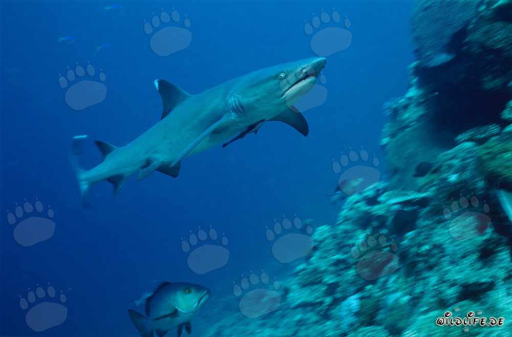 Fascinante tiburón punta blanca en el borde del arrecife
