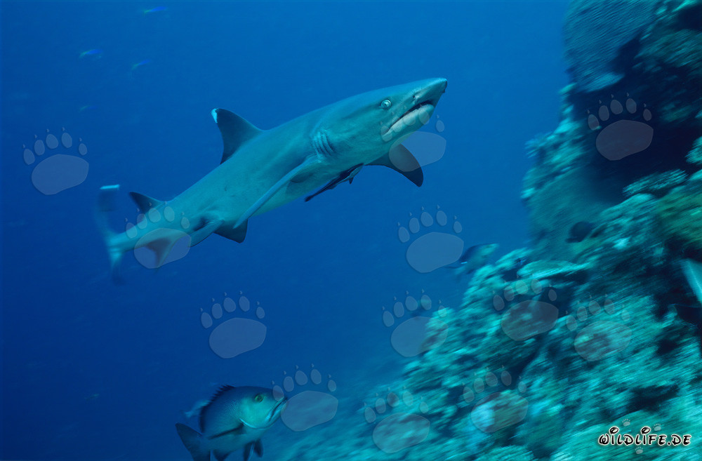 Fascinating Whitetip Reef Shark swimming over reef