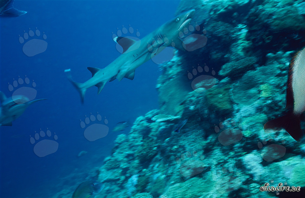Fascinante tiburón de puntas blancas nada sobre el arrecife inclinado