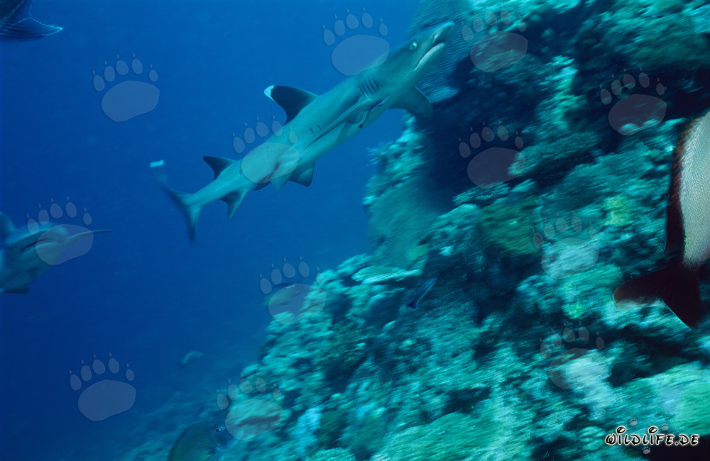 Fascinating whitetip reef shark swimming over the reef slope