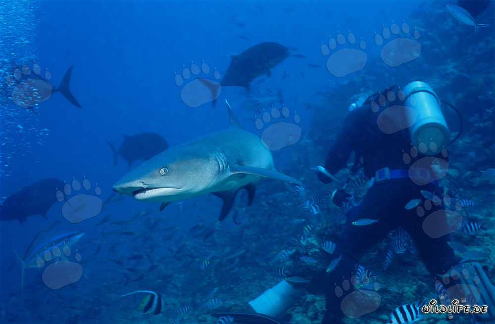 Rencontre avec un impressionnant requin à pointes blanches