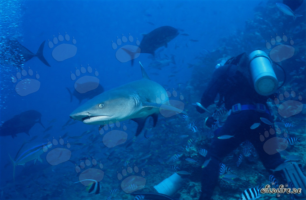 Encuentro con un impresionante tiburón de puntas blancas