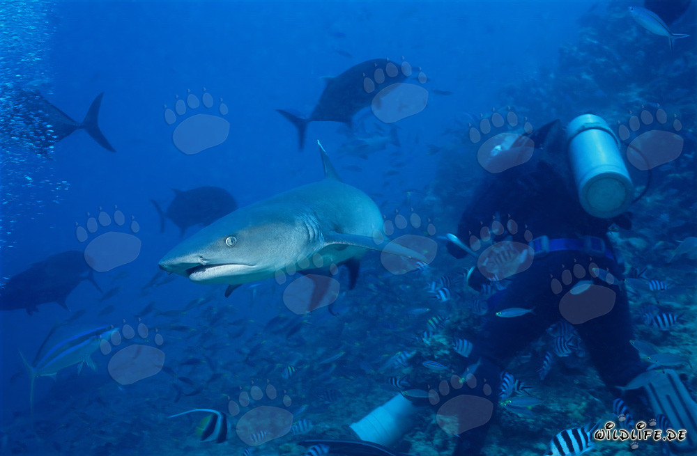 Encounter with an impressive Whitetip Reef Shark