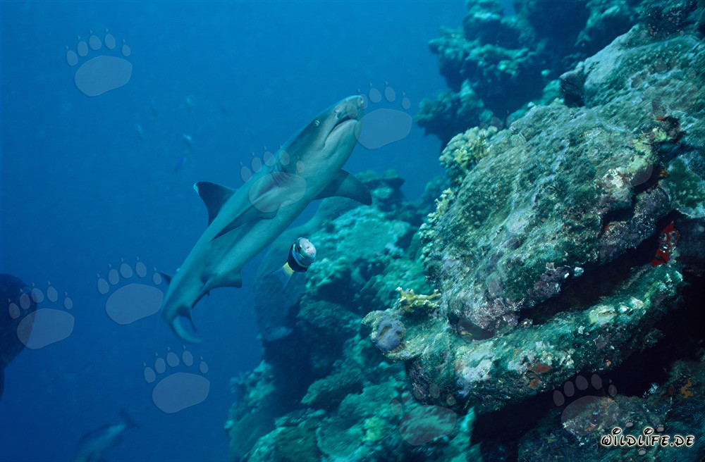 Requin à pointes blanches fascinant dans le lagon de Beqa