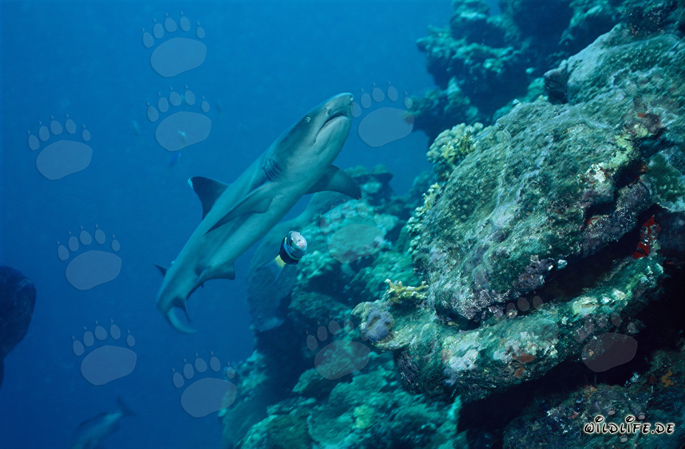 Fascinante tiburón de arrecife de punta blanca en el lagoon de Beqa