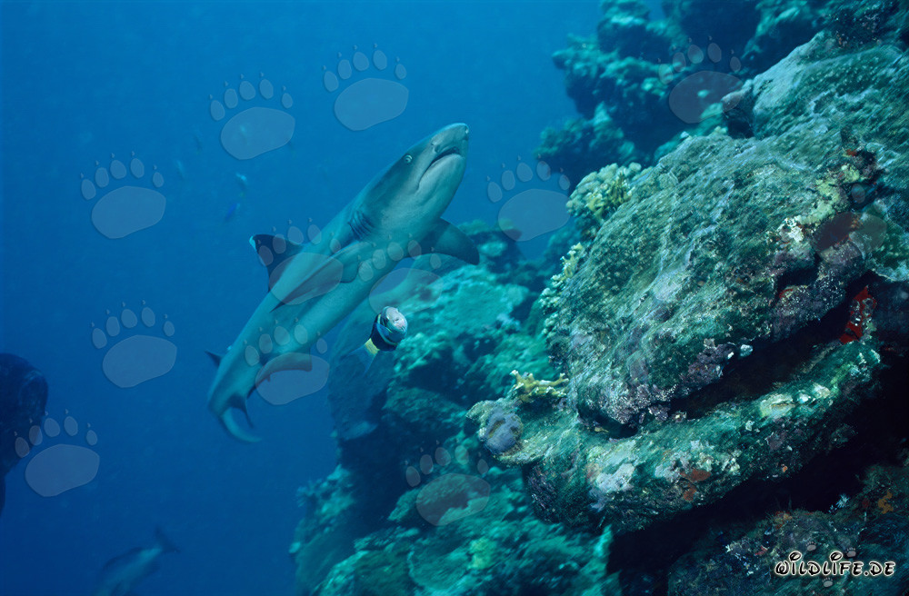 Fascinating Whitetip Reef Shark in Beqa Lagoon