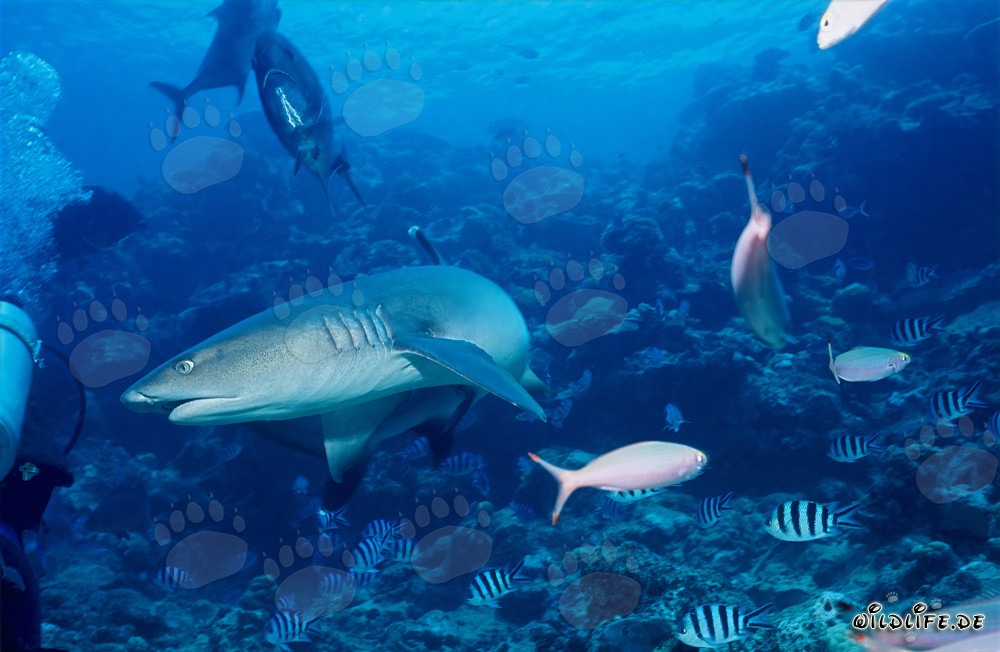 Rencontre entre un requin à pointes blanches et un plongeur dans les eaux de Fidji