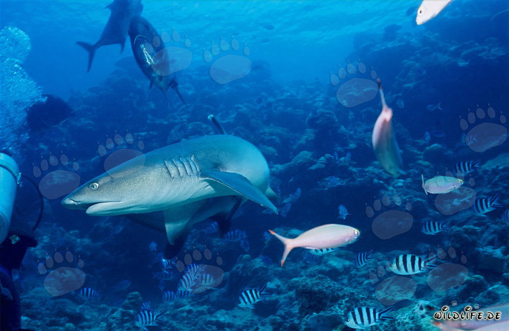 Incontro tra uno squalo pinna bianca e un subacqueo nelle acque di Fiji