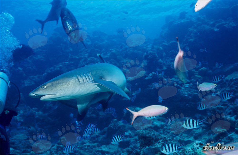 Encuentro entre un tiburón punta blanca y un buceador en las aguas de Fiji