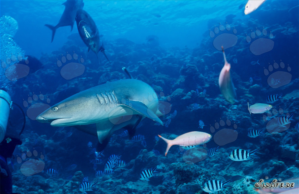 Weissspitzen-Riffhai begegnet einem Taucher in den Gewässern von Fiji