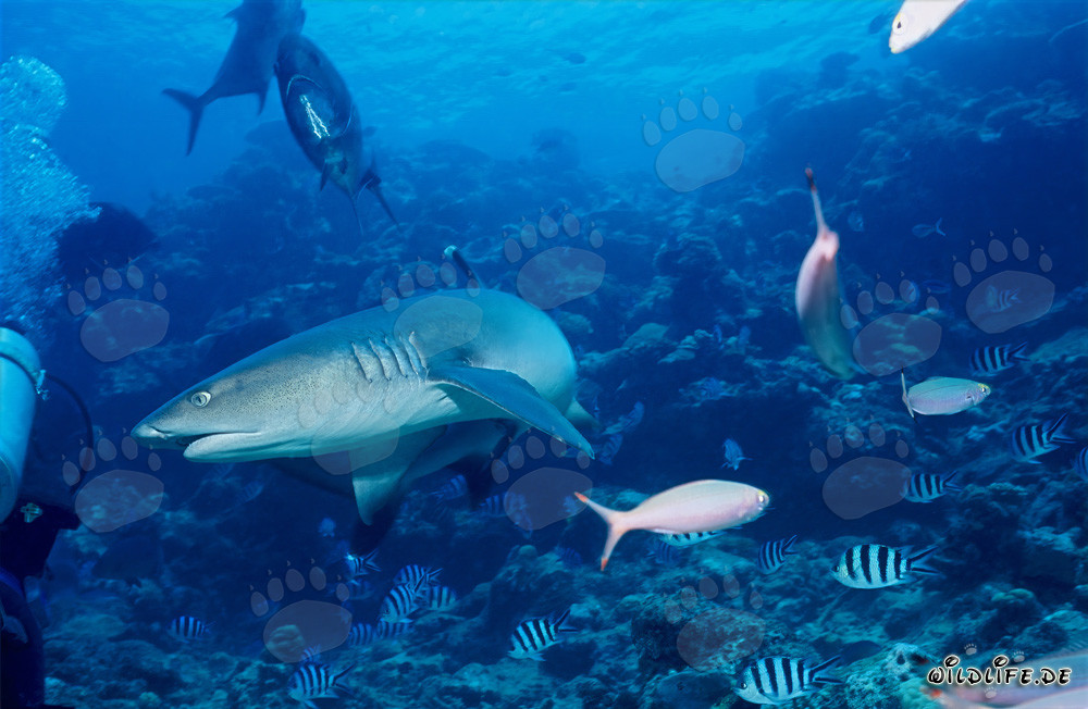 Whitetip reef shark encounters a diver in the waters of Fiji