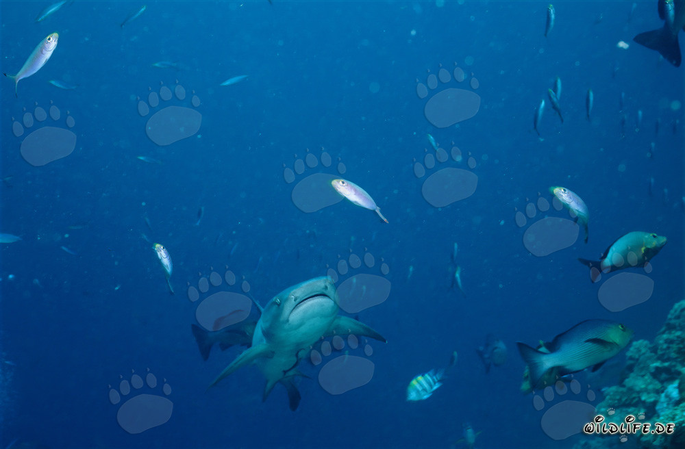 Requin de récif à pointes blanches fascinant au bord du récif à Beqa Lagoon, Fidji