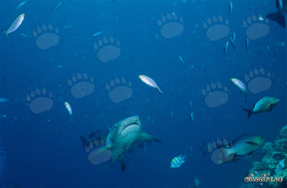 Fascinante tiburón de arrecife de puntas blancas en el borde del arrecife en Beqa Lagoon, Fiji