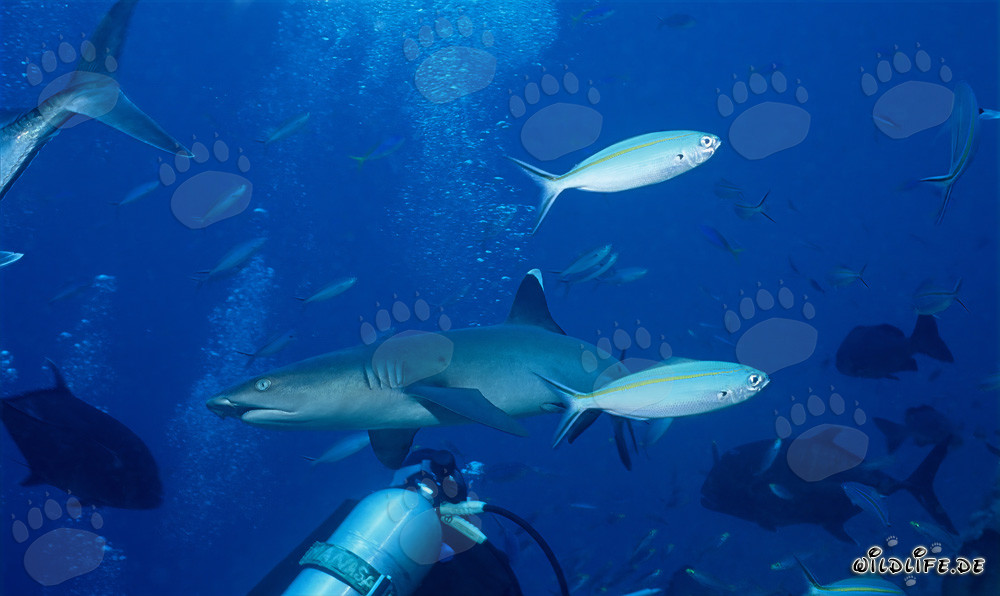Requin à pointe blanche fascinant dans le lagon de Beqa, Fidji