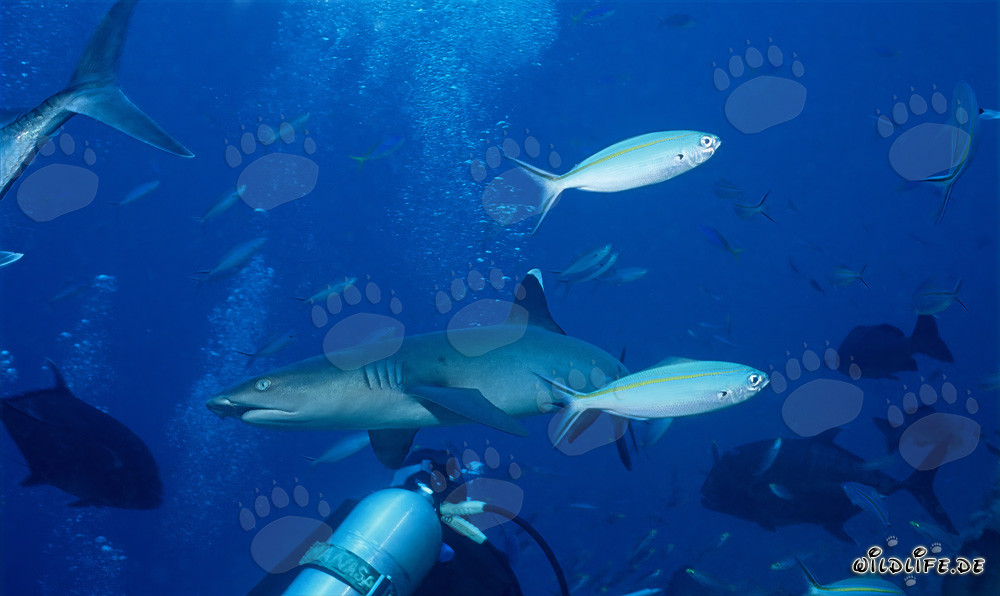 Affascinante squalo a punta bianca nella laguna di Beqa, Figi