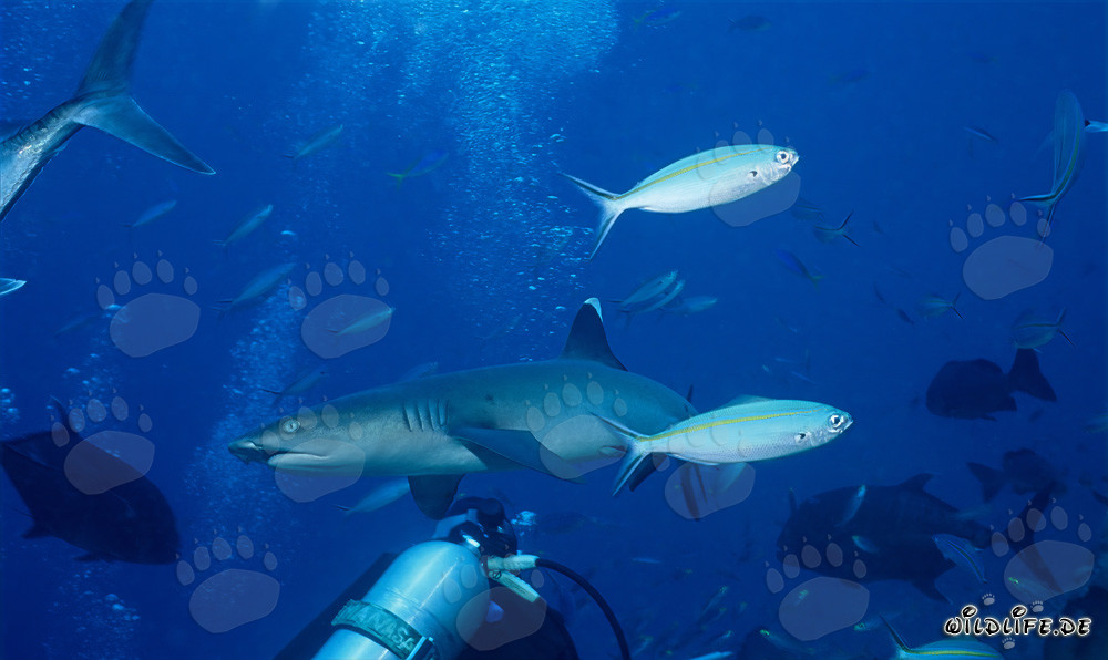 Fascinating Whitetip Reef Shark in Beqa Lagoon, Fiji