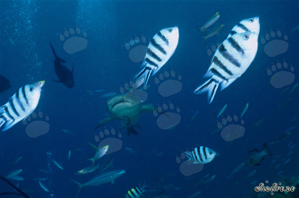 Impressionnant Requin à pointes blanches avec poissons de récif