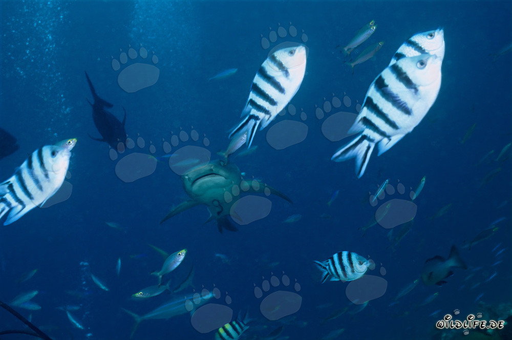 Affascinante squalo pinna bianca con pesci di barriera corallina