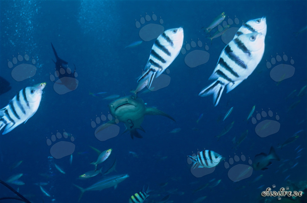Fascinante tiburón de arrecife de puntas blancas con peces de arrecife
