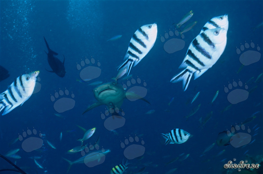 Fascinating Whitetip Reef Shark with Reef Fish