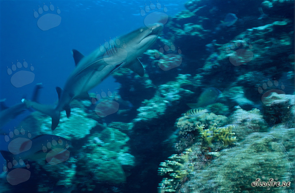 Fascinante tiburón de puntas blancas nadando en el talud del arrecife en las aguas de Fiji