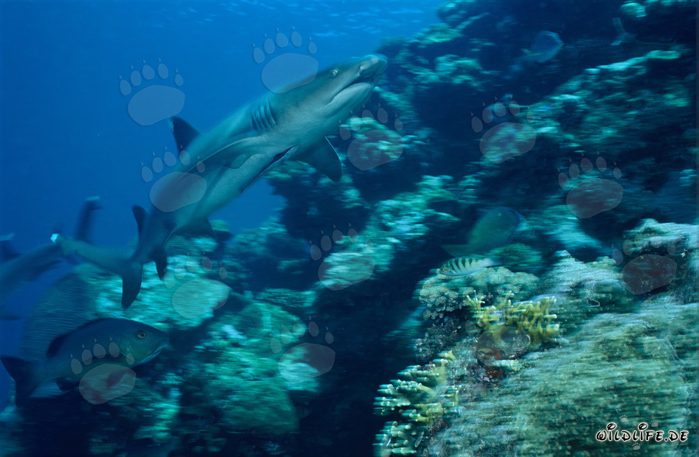 Faszinierender Weissspitzen-Riffhai am Riffabhang in den Gewässern von Fiji
