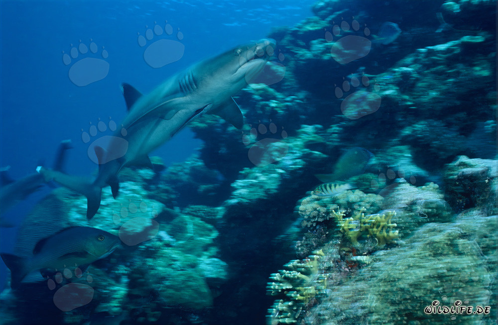 Fascinating Whitetip Reef Shark on the Reef Slope in the Waters of Fiji
