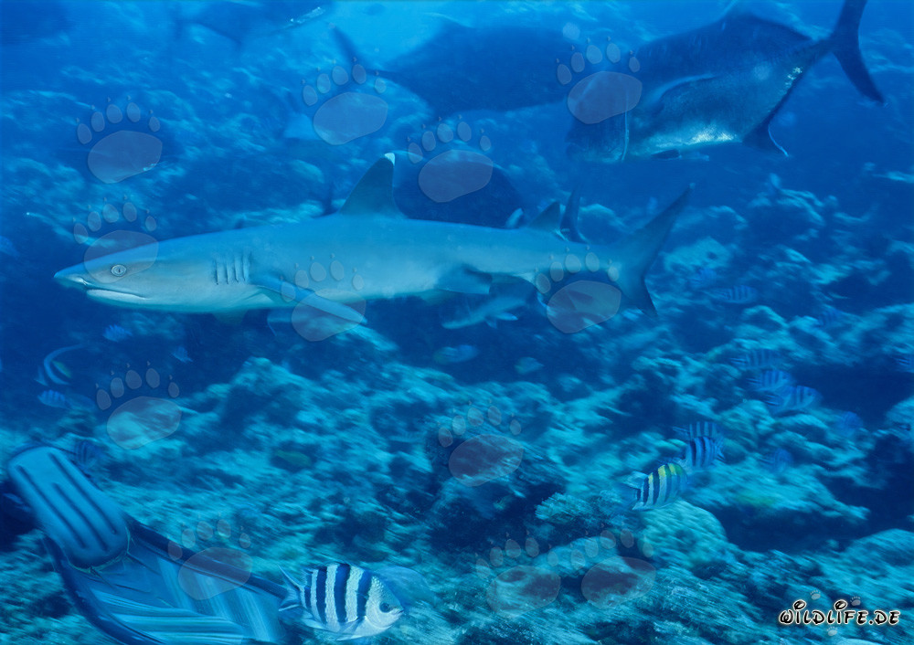 Requin à pointes blanches élégant nage sur un fond de corail coloré
