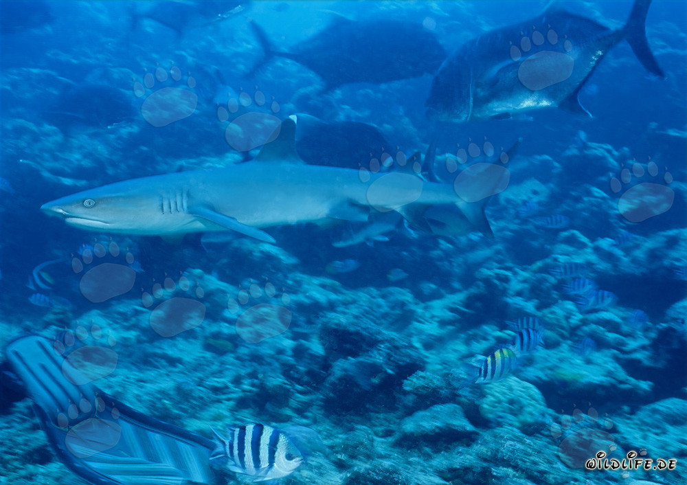 Elegante tiburón de puntas blancas nada sobre un colorido lecho de coral