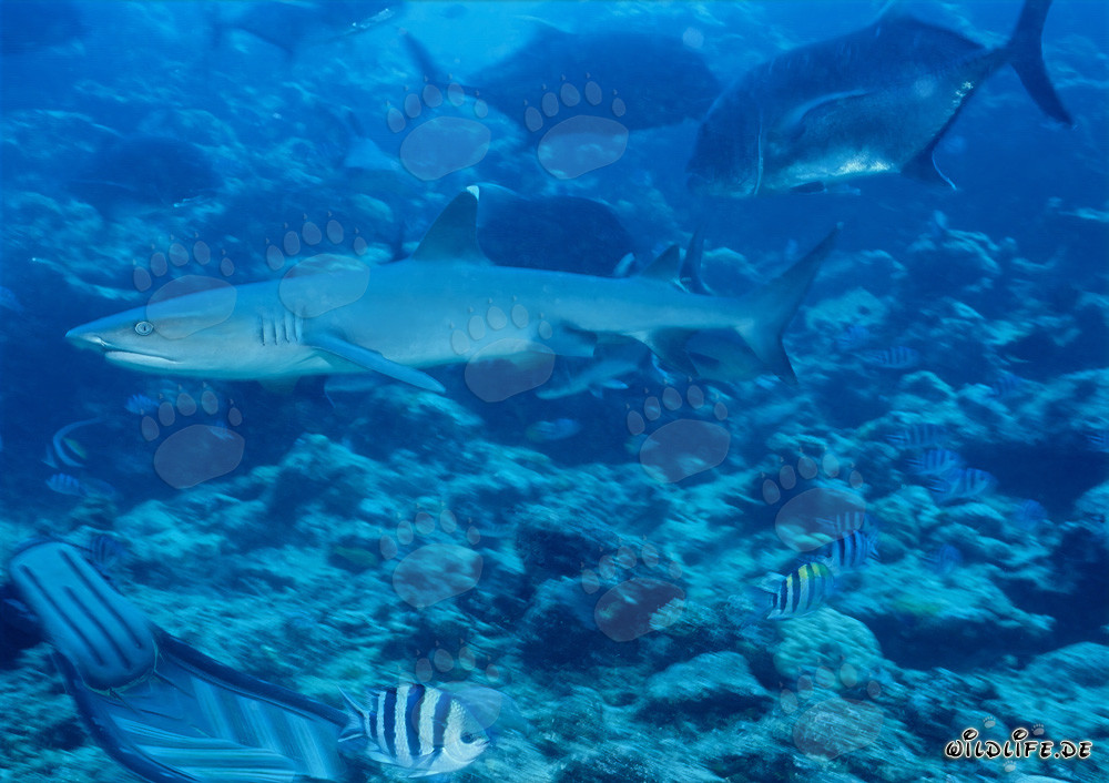 Graceful Whitetip Reef Shark Swimming Above Colorful Coral Bottom