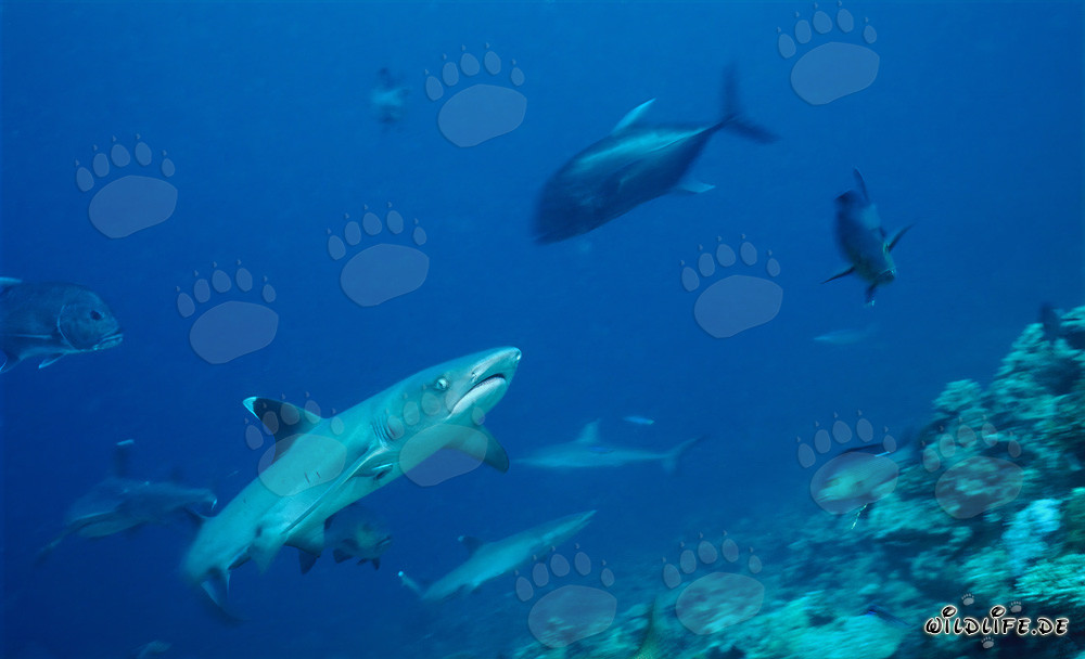 Élégant requin à pointes blanches explorant le récif corallien