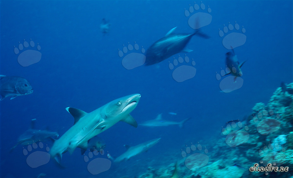 Elegant Whitetip Reef Shark exploring the coral reef