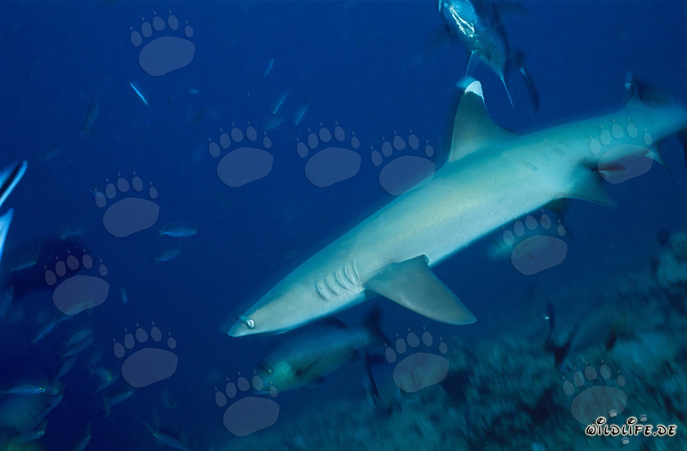 Requin à pointes blanches gracieux en route vers les profondeurs de l'océan