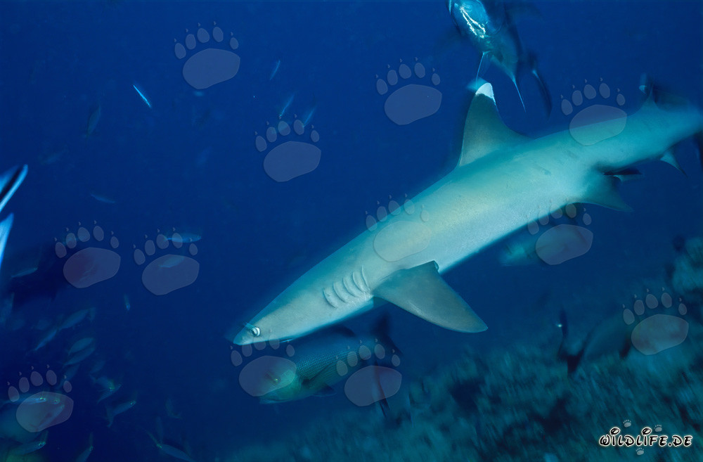 Elegante tiburón de puntas blancas en camino hacia las profundidades del océano