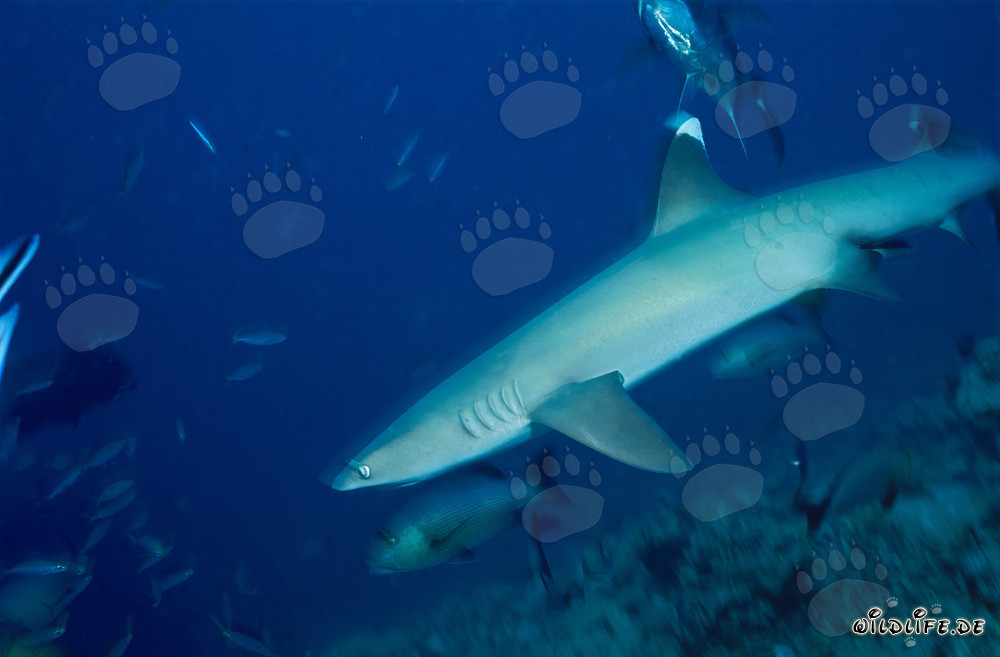 Graceful whitetip reef shark heading into the depths of the ocean