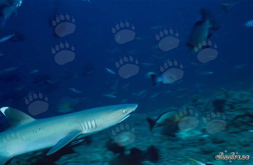 Fascinante tiburón de arrecife de puntas blancas explora el colorido arrecife de coral