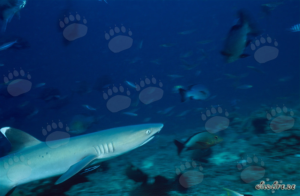 Fascinating whitetip reef shark exploring the colorful coral reef