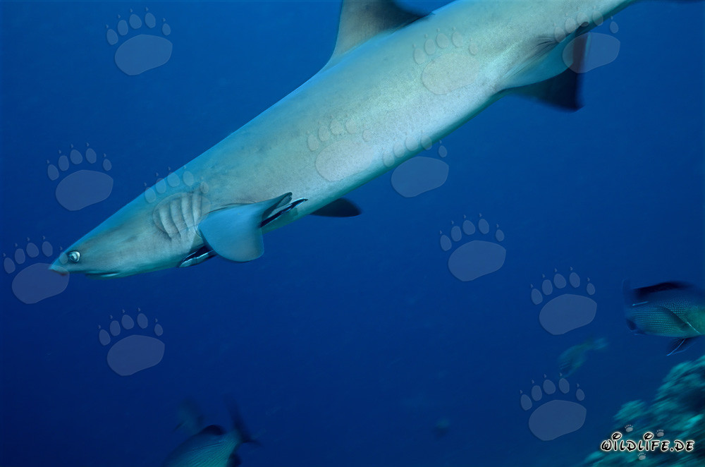 Requin à pointes blanches élégant nageant dans l'eau bleue claire