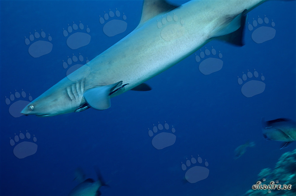 Elegante squalo pinna bianca nuotante in acque blu limpide