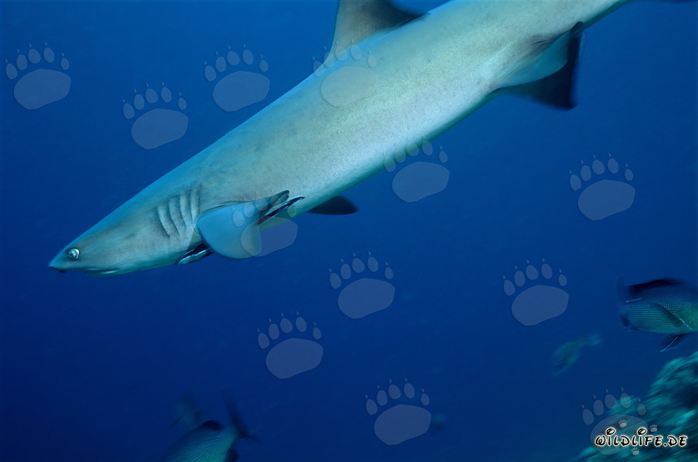 Elegante tiburón de puntas blancas nadando en el agua azul clara