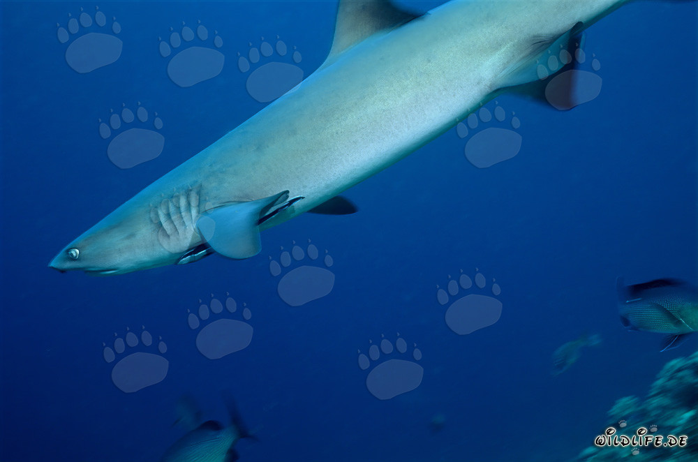 Graceful Whitetip Reef Shark Swimming in Clear Blue Water