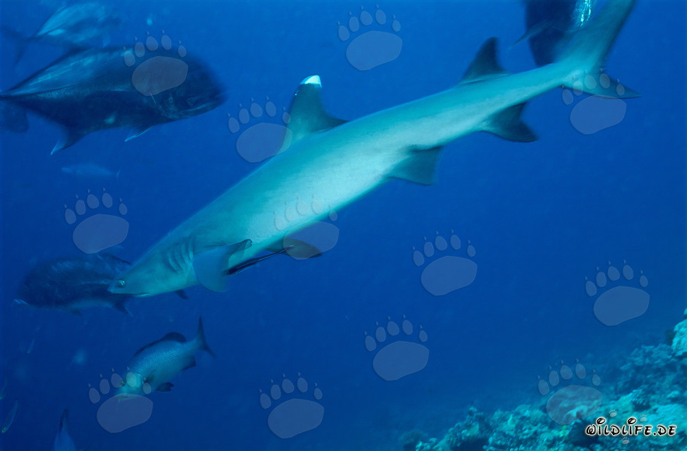 Requin à pointes blanches avec des maquereaux à tête épaisse